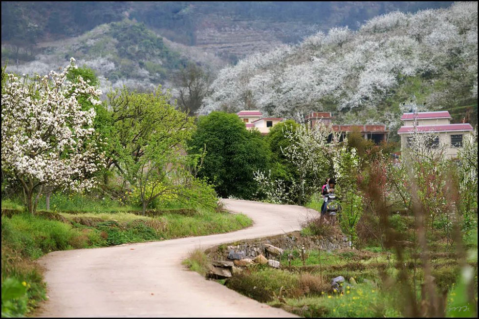 【春天，广西桂林灌阳县向您发出邀请！】我们在灌阳看梨花 - 游山玩水 - 眉山生活社区 - 眉山28生活网 ms.28life.com