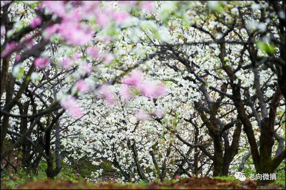 【春天，广西桂林灌阳县向您发出邀请！】我们在灌阳看梨花 - 游山玩水 - 眉山生活社区 - 眉山28生活网 ms.28life.com