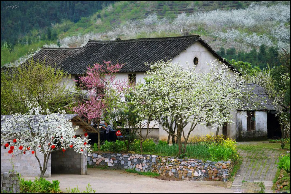 【春天，广西桂林灌阳县向您发出邀请！】我们在灌阳看梨花 - 游山玩水 - 眉山生活社区 - 眉山28生活网 ms.28life.com