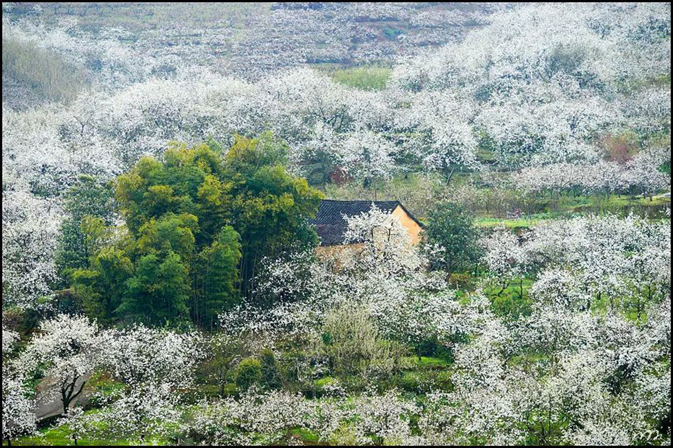 【春天，广西桂林灌阳县向您发出邀请！】我们在灌阳看梨花 - 游山玩水 - 眉山生活社区 - 眉山28生活网 ms.28life.com