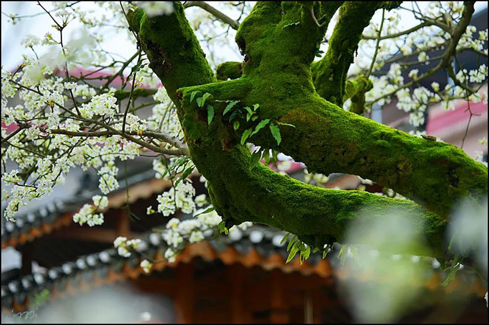 【春天，广西桂林灌阳县向您发出邀请！】我们在灌阳看梨花 - 游山玩水 - 眉山生活社区 - 眉山28生活网 ms.28life.com