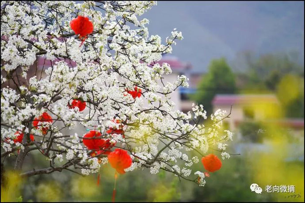 【春天，广西桂林灌阳县向您发出邀请！】我们在灌阳看梨花 - 游山玩水 - 眉山生活社区 - 眉山28生活网 ms.28life.com