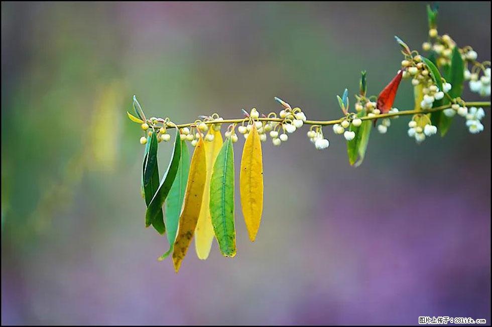 【春天，广西桂林灌阳县向您发出邀请！】米珠山前有片山苍子花在飘香 - 游山玩水 - 眉山生活社区 - 眉山28生活网 ms.28life.com