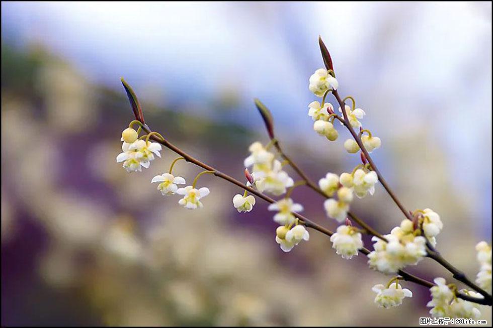 【春天，广西桂林灌阳县向您发出邀请！】米珠山前有片山苍子花在飘香 - 游山玩水 - 眉山生活社区 - 眉山28生活网 ms.28life.com
