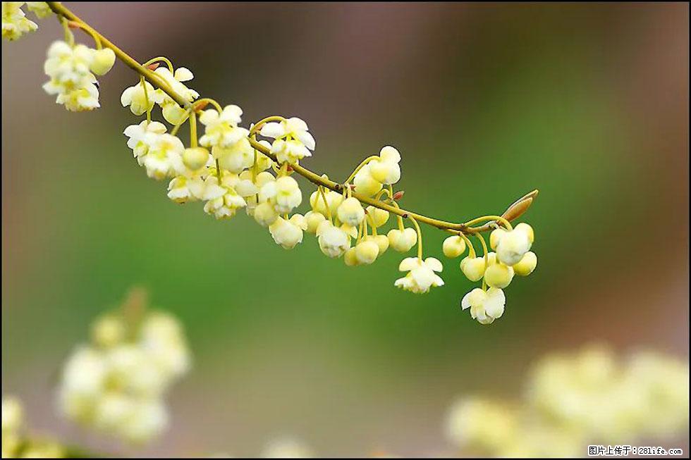 【春天，广西桂林灌阳县向您发出邀请！】米珠山前有片山苍子花在飘香 - 游山玩水 - 眉山生活社区 - 眉山28生活网 ms.28life.com
