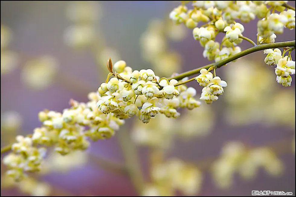 【春天，广西桂林灌阳县向您发出邀请！】米珠山前有片山苍子花在飘香 - 游山玩水 - 眉山生活社区 - 眉山28生活网 ms.28life.com
