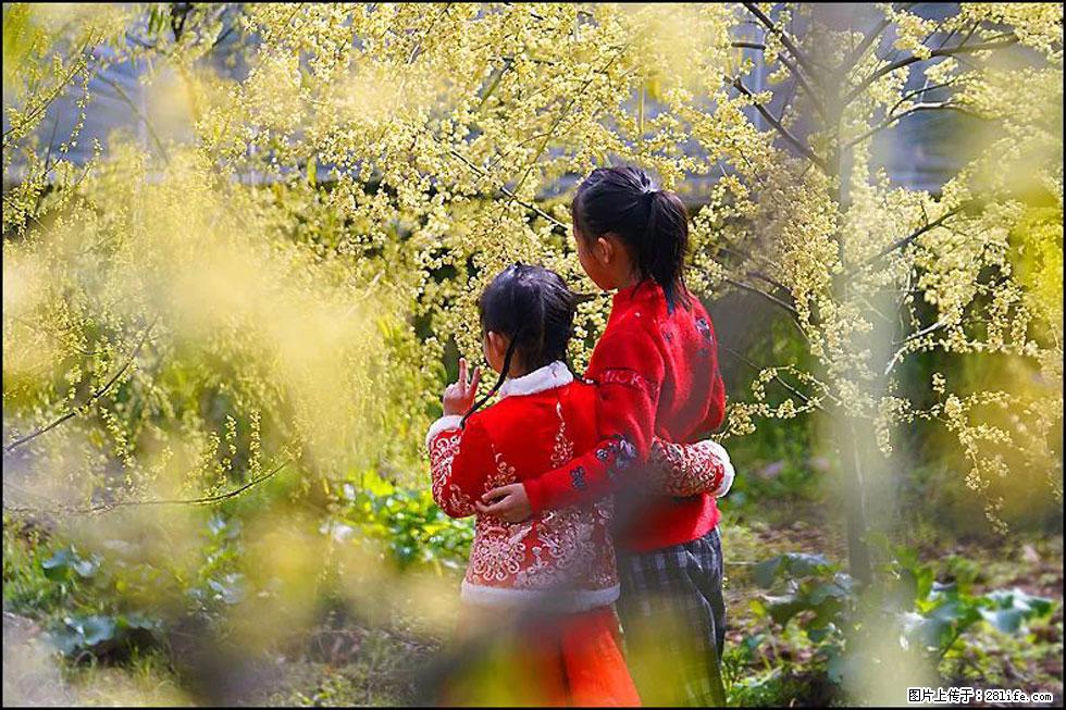 【春天，广西桂林灌阳县向您发出邀请！】米珠山前有片山苍子花在飘香 - 游山玩水 - 眉山生活社区 - 眉山28生活网 ms.28life.com