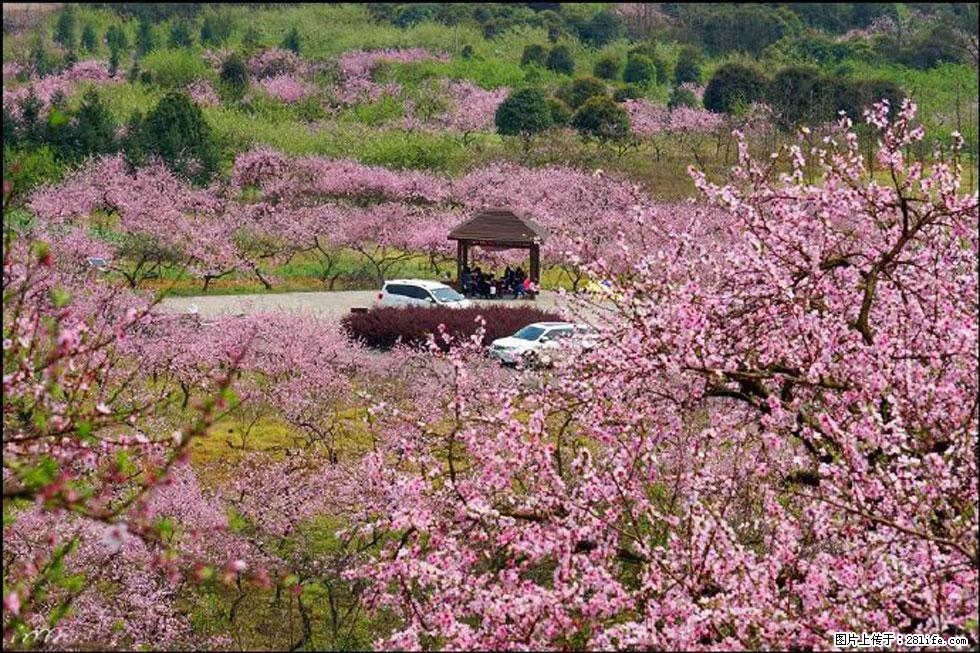 【春天,广西桂林灌阳县向您发出邀请!】官庄村有个醉美的桃花园 - 游山玩水 - 眉山生活社区 - 眉山28生活网 ms.28life.com