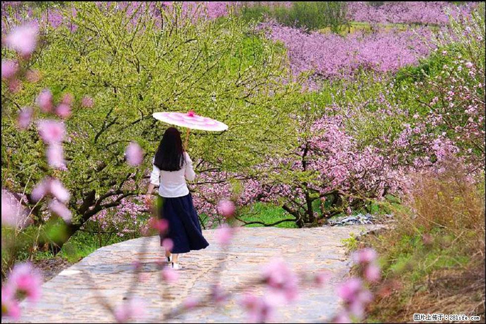 【春天,广西桂林灌阳县向您发出邀请!】官庄村有个醉美的桃花园 - 游山玩水 - 眉山生活社区 - 眉山28生活网 ms.28life.com