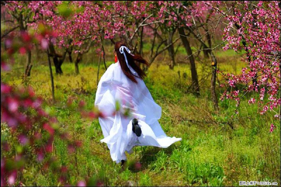 【春天,广西桂林灌阳县向您发出邀请!】官庄村有个醉美的桃花园 - 游山玩水 - 眉山生活社区 - 眉山28生活网 ms.28life.com