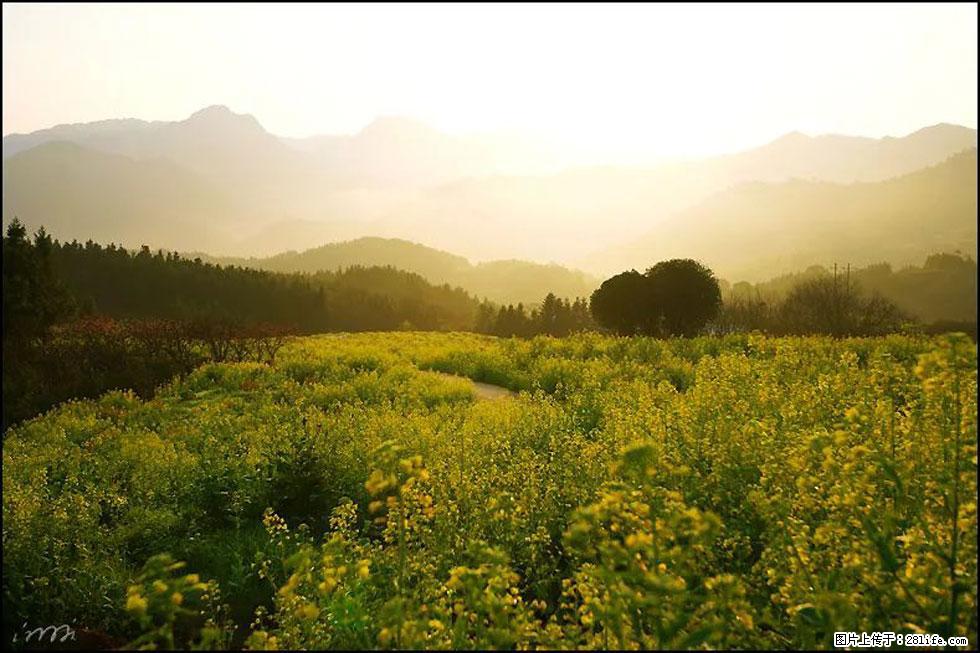 【春天，广西桂林灌阳县向您发出邀请！】长坪村油菜盛情花开 - 游山玩水 - 眉山生活社区 - 眉山28生活网 ms.28life.com