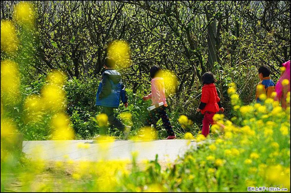 【春天，广西桂林灌阳县向您发出邀请！】长坪村油菜盛情花开 - 游山玩水 - 眉山生活社区 - 眉山28生活网 ms.28life.com