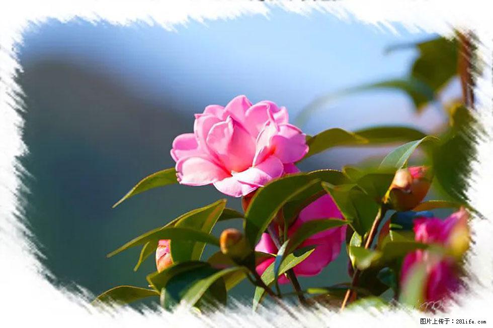 【春天，广西桂林灌阳县向您发出邀请！】杨柳井茶花惹人爱 - 游山玩水 - 眉山生活社区 - 眉山28生活网 ms.28life.com