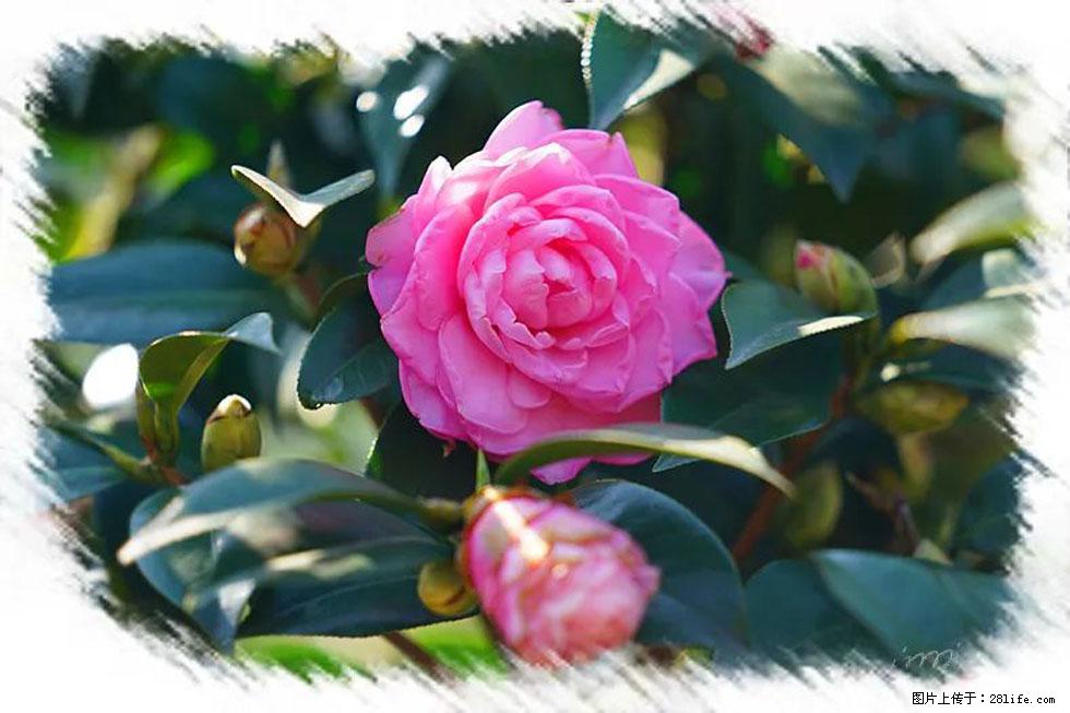 【春天，广西桂林灌阳县向您发出邀请！】杨柳井茶花惹人爱 - 游山玩水 - 眉山生活社区 - 眉山28生活网 ms.28life.com