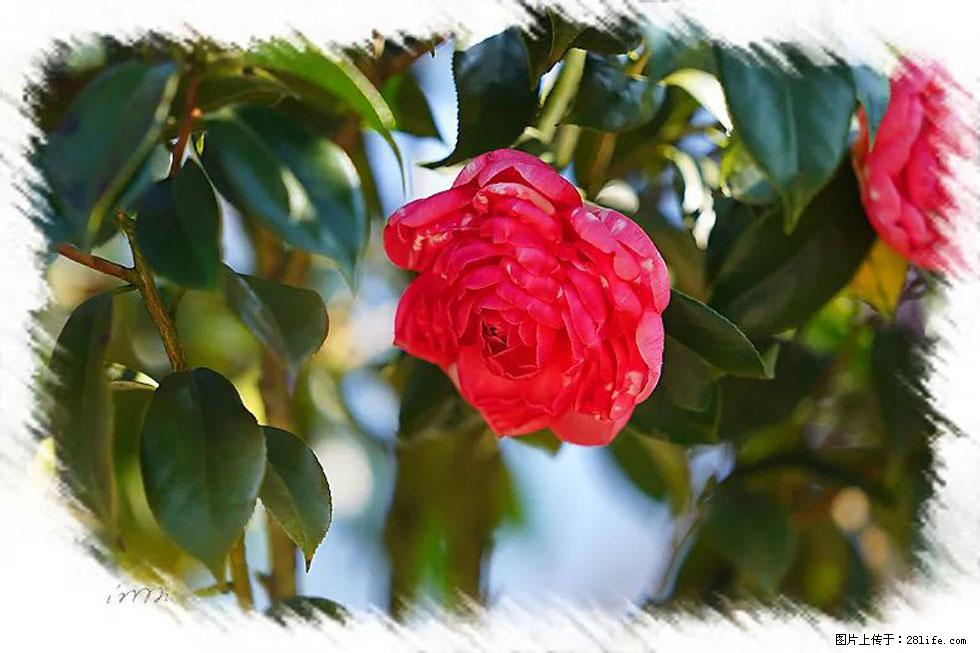 【春天，广西桂林灌阳县向您发出邀请！】杨柳井茶花惹人爱 - 游山玩水 - 眉山生活社区 - 眉山28生活网 ms.28life.com