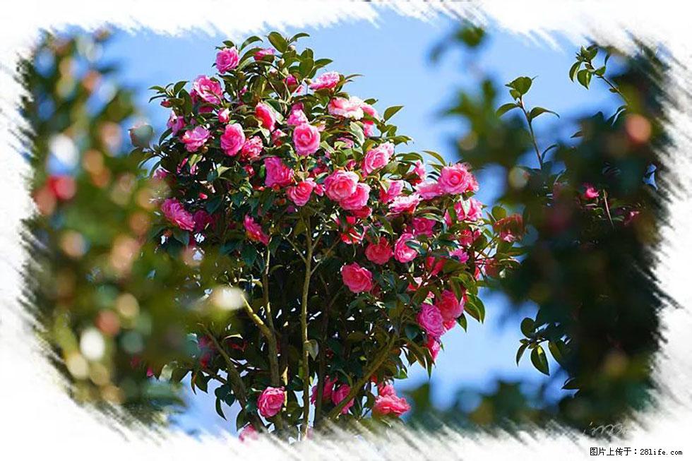 【春天，广西桂林灌阳县向您发出邀请！】杨柳井茶花惹人爱 - 游山玩水 - 眉山生活社区 - 眉山28生活网 ms.28life.com