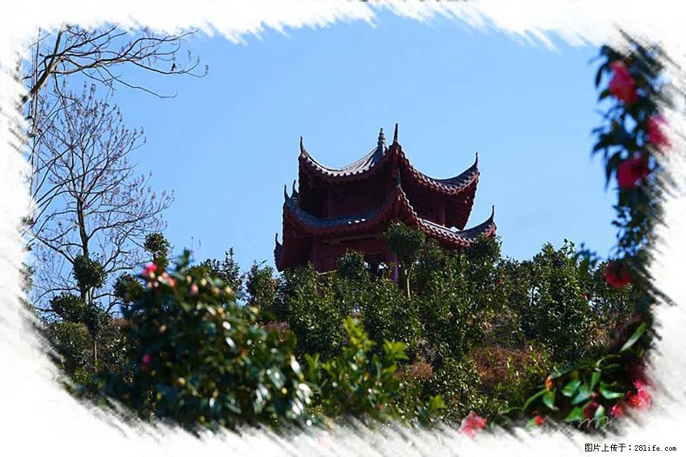 【春天，广西桂林灌阳县向您发出邀请！】杨柳井茶花惹人爱 - 游山玩水 - 眉山生活社区 - 眉山28生活网 ms.28life.com