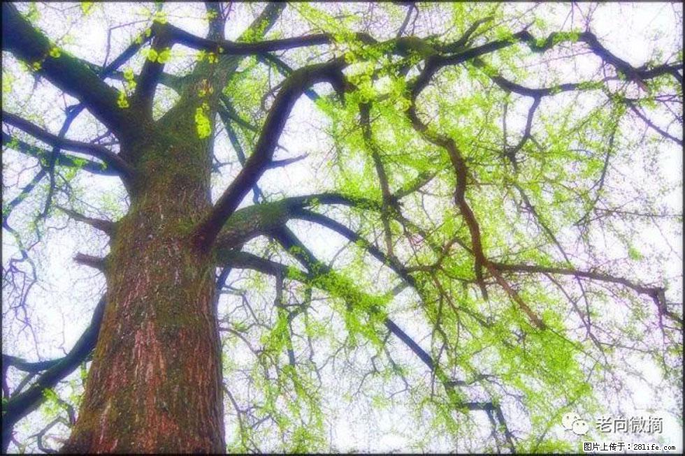 【春天，广西桂林灌阳县向您发出邀请！】在小龙村与春天约会 - 游山玩水 - 眉山生活社区 - 眉山28生活网 ms.28life.com