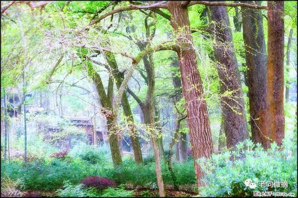 【春天，广西桂林灌阳县向您发出邀请！】在小龙村与春天约会 - 游山玩水 - 眉山生活社区 - 眉山28生活网 ms.28life.com