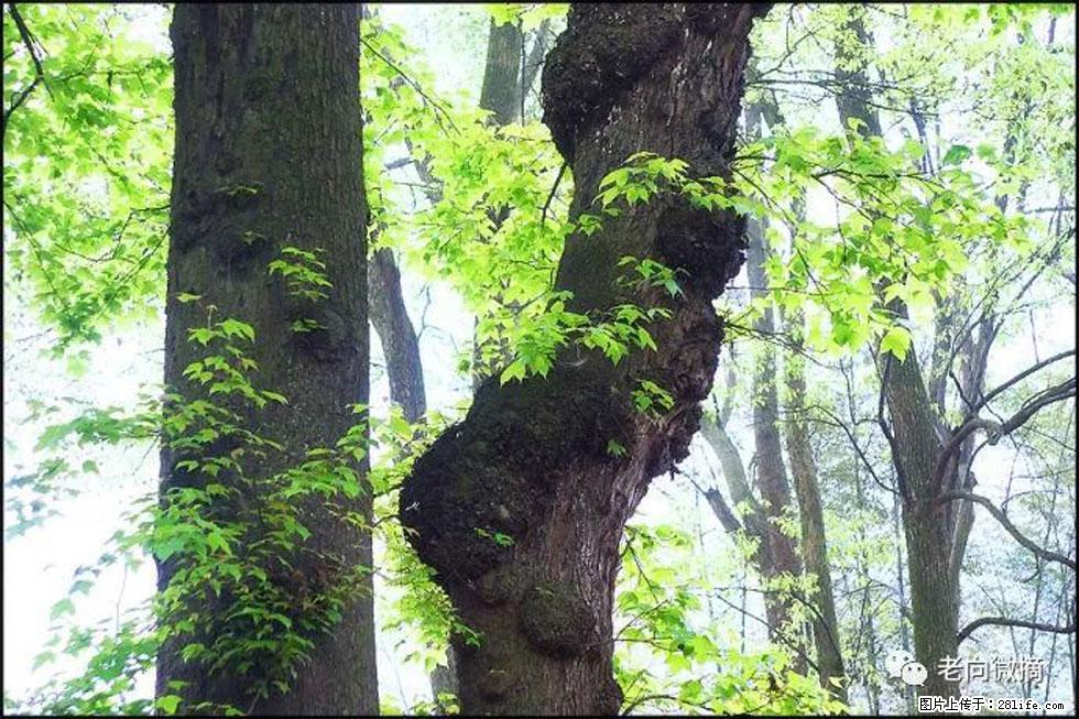 【春天，广西桂林灌阳县向您发出邀请！】在小龙村与春天约会 - 游山玩水 - 眉山生活社区 - 眉山28生活网 ms.28life.com