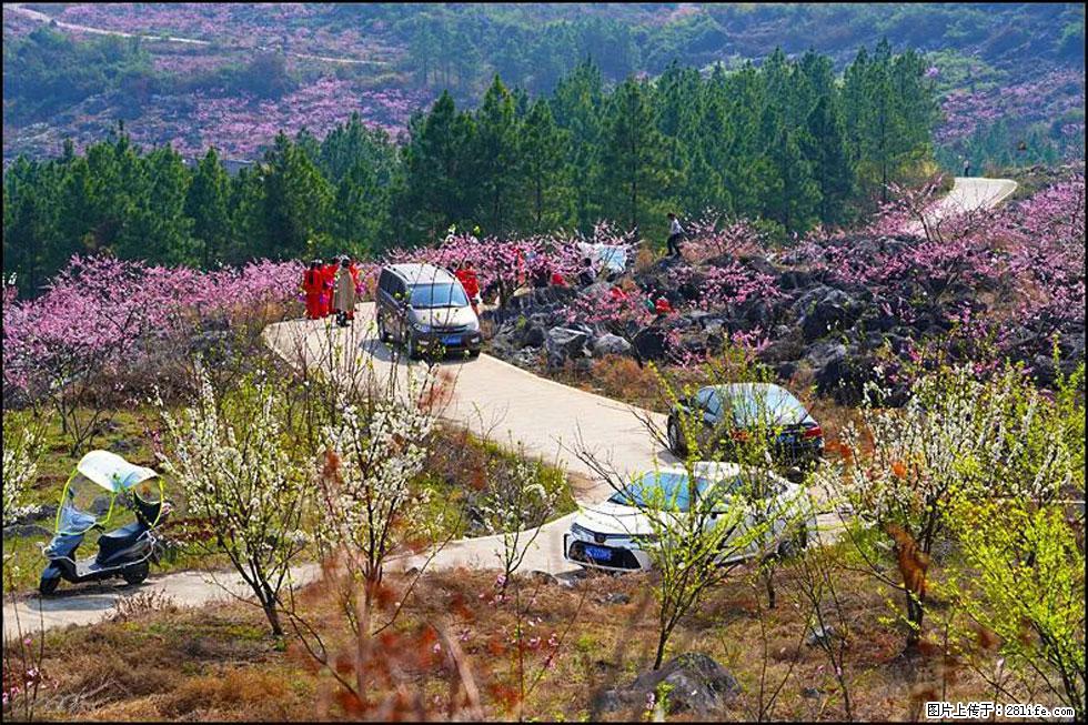 【春天，广西桂林灌阳县向您发出邀请！】望月岭上桃花开 - 游山玩水 - 眉山生活社区 - 眉山28生活网 ms.28life.com