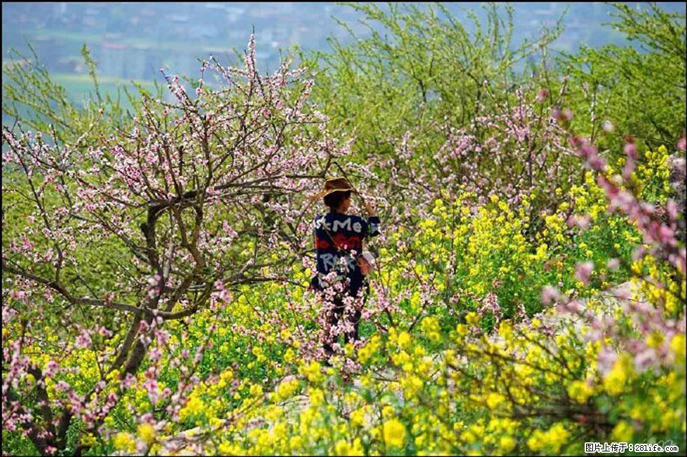 【春天，广西桂林灌阳县向您发出邀请！】望月岭上桃花开 - 游山玩水 - 眉山生活社区 - 眉山28生活网 ms.28life.com