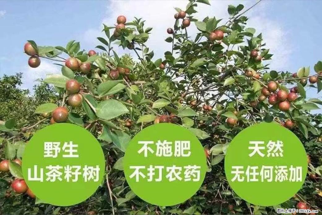 【灌阳县油茶产业示范区】一个有着充实的精神生活的人,对待身外之物自会有一种淡泊的态度 - 美食天地 - 眉山生活社区 - 眉山28生活网 ms.28life.com