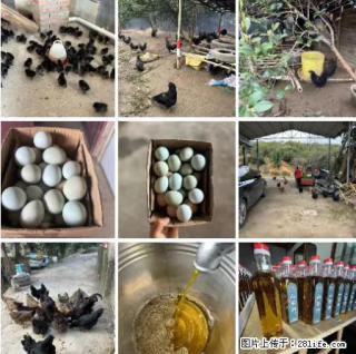 油茶园从小鸡仔开始养起的纯土鸡、土鸡蛋可以预定啦！还有前几天刚榨的纯山茶油哦 - 眉山28生活网 ms.28life.com