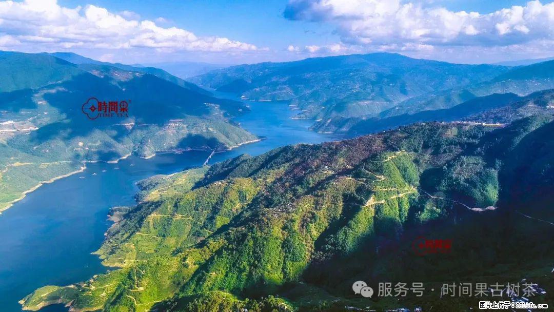 时间果百年古树龙珠普洱生茶 - 购物交流 - 眉山生活社区 - 眉山28生活网 ms.28life.com