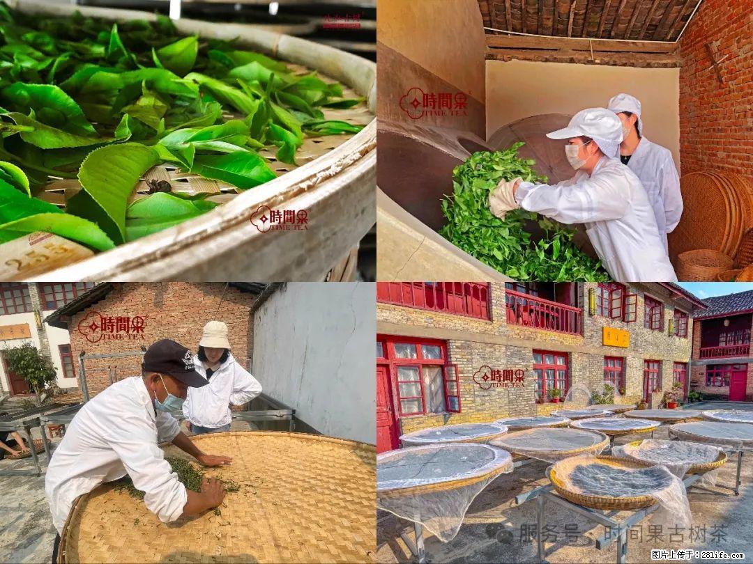 时间果百年古树龙珠普洱生茶 - 购物交流 - 眉山生活社区 - 眉山28生活网 ms.28life.com