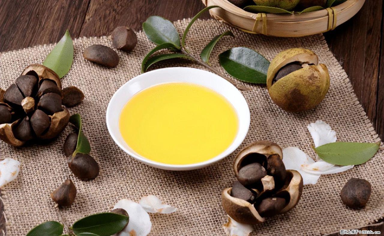 揭秘茶油的5大核心营养成分！被称为人体健康的“守护盾”！ - 眉山生活资讯 - 眉山28生活网 ms.28life.com