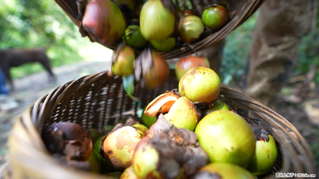 揭秘茶油的5大核心营养成分！被称为人体健康的“守护盾”！ - 眉山生活资讯 - 眉山28生活网 ms.28life.com