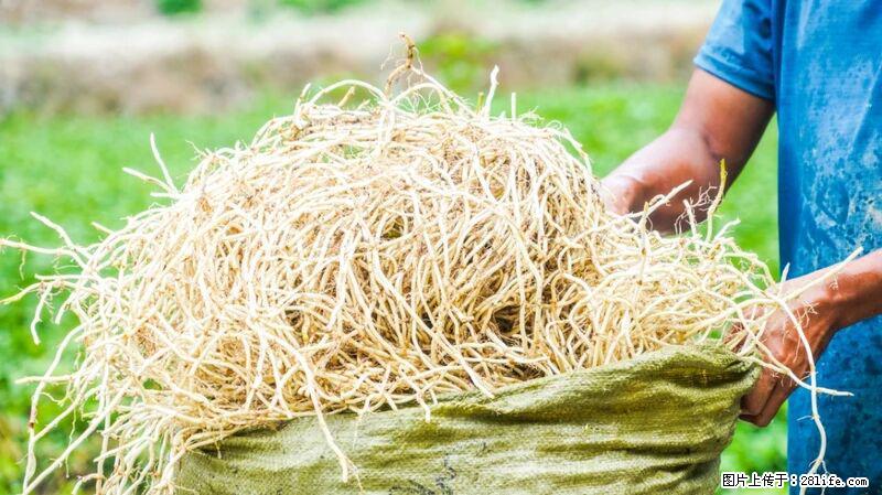 堪称“最难吃”的蔬菜,却是 “抗辐射神器”,还能护肺、清热、止咳化痰! - 眉山生活资讯 - 眉山28生活网 ms.28life.com