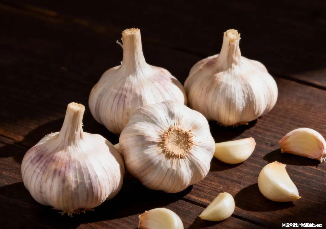 关于大蒜，除了“天然抗生素”，这4个谣言更该警惕! - 眉山生活资讯 - 眉山28生活网 ms.28life.com