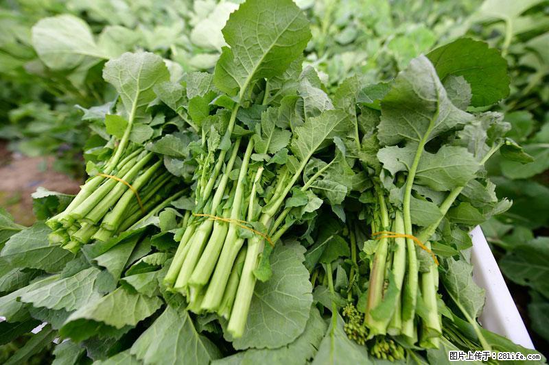 这些蔬菜是“天然钙片”，这6种被医生重点推荐 - 眉山生活资讯 - 眉山28生活网 ms.28life.com